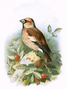 Grubodziób