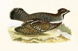 Hazel Grouse, ilustracja z „Historii ptaków Europy nieobserwowanej na wyspach brytyjskich” Charlesa Roberta Bree (1811-1886), opublikowana w 1867 r.