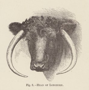 Głowa Longhorna (grawerunek) autorstwa English School