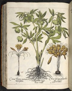 Helleborus Niger (czarny ciemiernik) z 