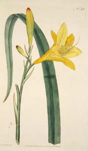 Hemerocallis Flava Yellow Day Lily, wyd. 1796 ręcznie kolorowane grawerowanie. autorstwa English School