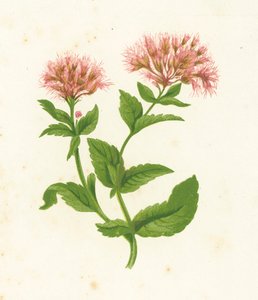 Rzepik konopny, Eupatorium Cannabinum autorstwa English School