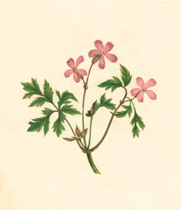 Ziele Roberta lub Biedny Robin, Geranium Robertianum (kolorowa litografia) autorstwa English School