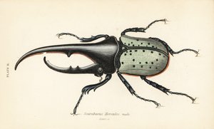 Chrząszcz Herkules, samiec, Dynastes hercules, Scarabaeus hercules autorstwa English School
