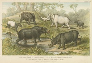 Hipopotam, nosorożec i tapir (kolorowy grawerunek) autorstwa English School