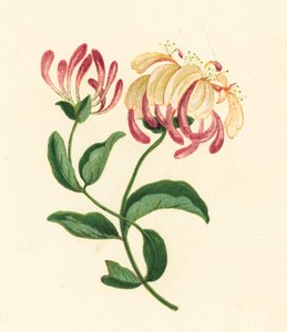 Wiciokrzew, Lonicera Periclymenum (litografia kolorowa) autorstwa English School