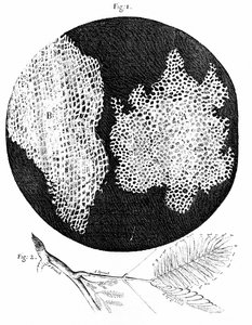 Obserwacje Hooke