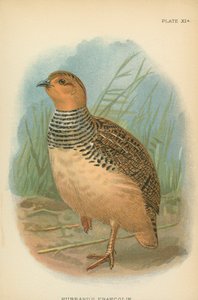 Francolin Hubbarda autorstwa English School