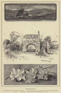 ilustracja (grawerunek) autorstwa English School