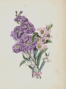 Ilustracja do albumu Moss Rose (kolorowa litografia) autorstwa English School