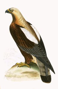 Orzeł cesarski, ilustracja z „Historii ptaków Europy nieobserwowanej na wyspach brytyjskich” Charlesa Roberta Bree (1811-1886), opublikowana w 1867 r. autorstwa English School