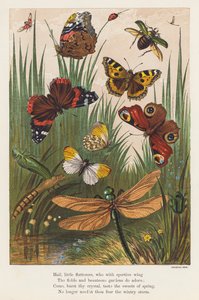 Owady (litografia kolorowa) autorstwa English School