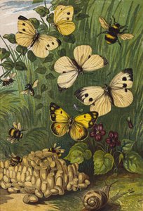 Owady (litografia kolorowa) autorstwa English School