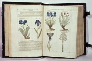 Iris (Flowers de-luce), sześć odmian z „Pierwszej księgi historii roślin” Johna Gerarda, opublikowanej 1597 autorstwa English School