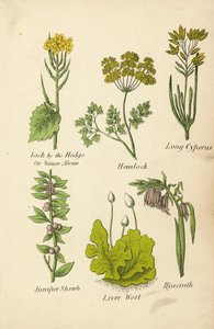 Jack by the Hedge Or Sauce Alone, Hemlock, Long Cyperus, Juniper Shrub, Liver Wort, Hyacinth (color litho) autorstwa English School