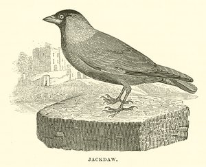 Kawka (grawerunek) autorstwa English School