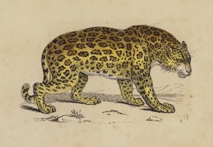 Jaguar (kolor lito) autorstwa English School