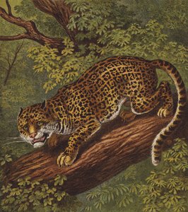 Jaguar (kolor lito) autorstwa English School