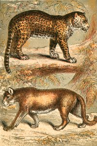 Jaguar i Puma autorstwa English School