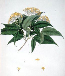 Jasminum Heterophyllum (kolor lito) autorstwa English School