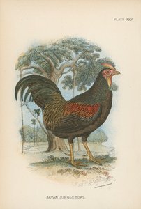 Jawajska dżungla-Fowl autorstwa English School