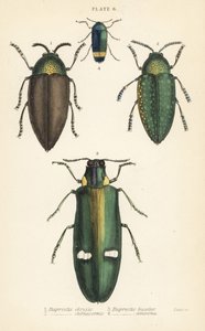 Chrząszcze klejnotowe: Buprestis chrysis 1, Buprestis sternicornis 2 autorstwa English School