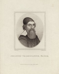 Johannes Tradescantus Pater autorstwa English School