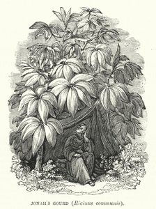 Tykwa Jonasza, Ricinus communis (rycina) autorstwa English School