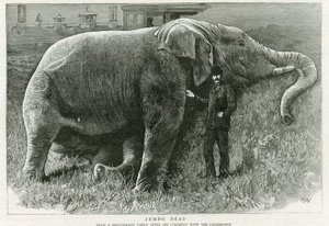 Jumbo, martwy autorstwa English School
