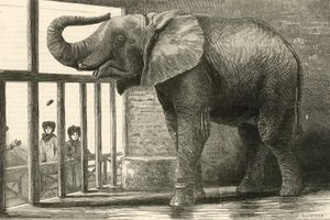 Jumbo, wielki słoń afrykański w ogrodzie zoologicznym (rycina) autorstwa English School
