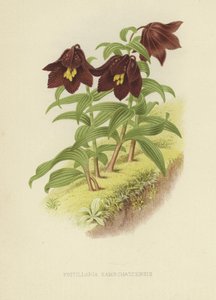 fritillary kamczackie lub lilia kamczacka autorstwa English School