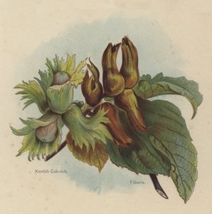 Kentish Cob-nuts, Filberts autorstwa English School