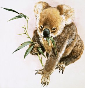 Koala autorstwa English School