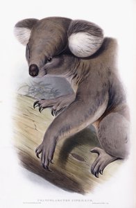 Koala - Phascolarctos cinereus, 1845-1863 autorstwa English School