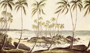 Plaża Kosgoda, Cejlon, ok.1835 (wc na papierze) autorstwa English School