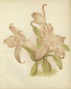 Laelia jesienna autorstwa English School