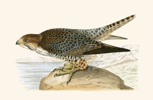 Lanner Falcon, ilustracja z „Historii ptaków Europy nieobserwowanej na wyspach brytyjskich” Charlesa Roberta Bree (1811-86), opublikowana w 1867 r.