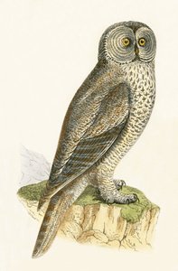 Lap Owl, ilustracja z "A History of the Birds of the Europe Not Observed in the British Isles" autorstwa Charlesa Roberta Bree (1811-86), opublikowana w 1867 r. autorstwa English School