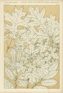 Liście z natury autorstwa English School