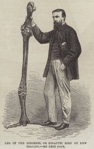 Noga Dinornis, czyli Gigantyczny Ptak Nowej Zelandii (rycina) autorstwa English School