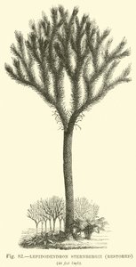 Lepidodendron Sternbergh, odrestaurowany autorstwa English School