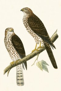 Lewant Sparrow Hawk, ilustracja z „Historii ptaków Europy nieobserwowanej na wyspach brytyjskich” Charlesa Roberta Bree (1811-86), opublikowana w 1867 r. autorstwa English School