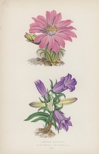 Lewisia Rediviva; Campanula Longifolia (kolor lito) autorstwa English School