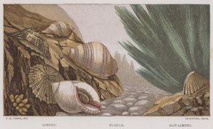 Limpet, Purple, Slit-Limpet (kolor lito) autorstwa English School