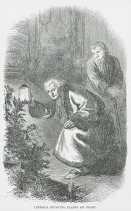 Linneusz studiujący rośliny nocą (rycina) autorstwa English School