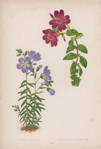 Linum Alpinum; Epilobium Obcordatum (litografia barwna) autorstwa English School
