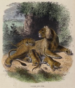 Lioness and Cubs (kolorowy grawerunek) autorstwa English School