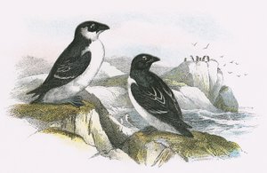 Auk