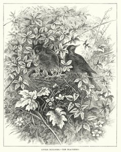 Kleine Baumeister, Die Amsel (Gravur)