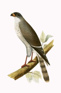 Jastrząb czerwonodzioby, ilustracja z „Historii ptaków Europy nieobserwowanej na wyspach brytyjskich” Charlesa Roberta Bree (1811-1886), opublikowana w 1867 r.